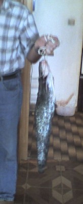 som.jpg (35.33 KБ) Видяна 8474 пъти som.jpg