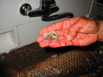 img_0035.jpg (53.89 KБ) Видяна 8483 пъти img_0035.jpg