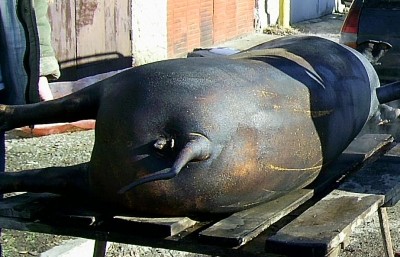 1.JPG (109.9 KБ) Видяна 4839 пъти 1.JPG